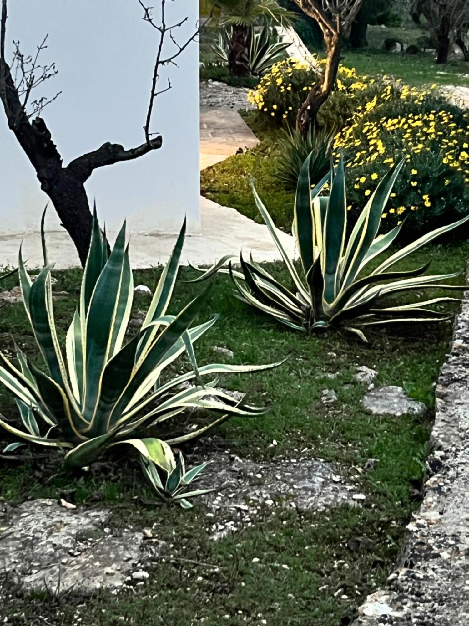 Syconium Trullo And Lamia Gea Charme And History Ξενοδοχείο Ostuni Εξωτερικό φωτογραφία
